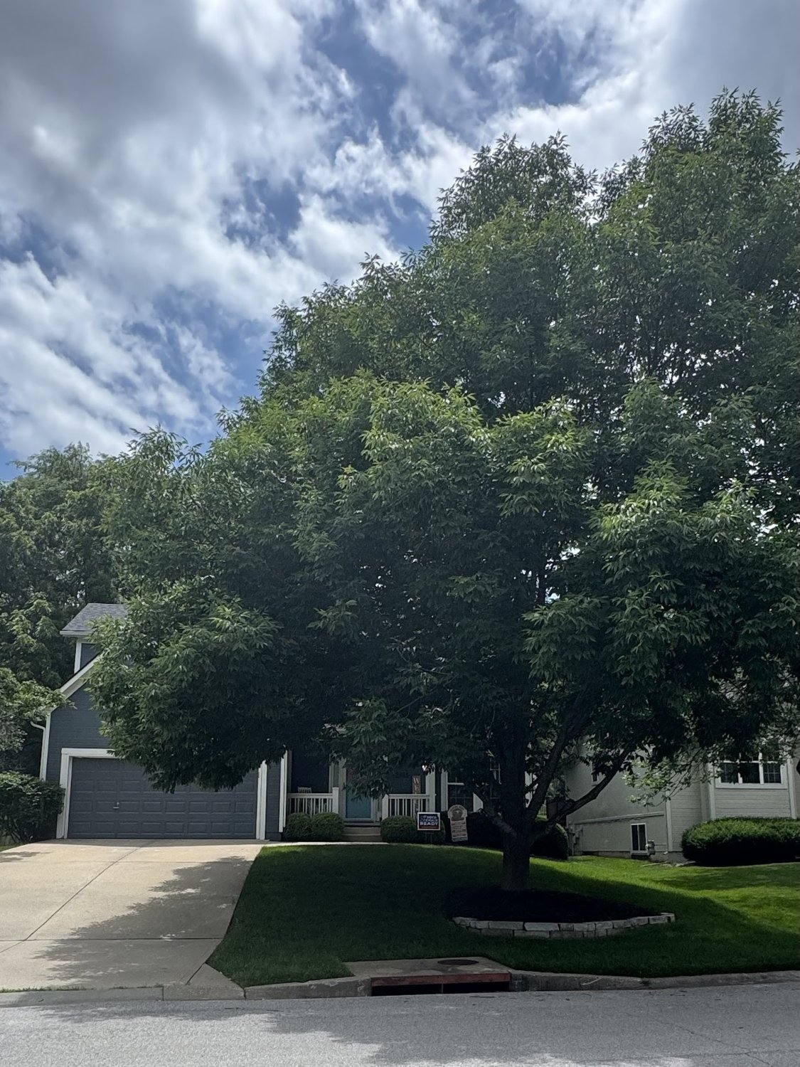 A full, healthy shade tree over a Kansas City home after a trim.