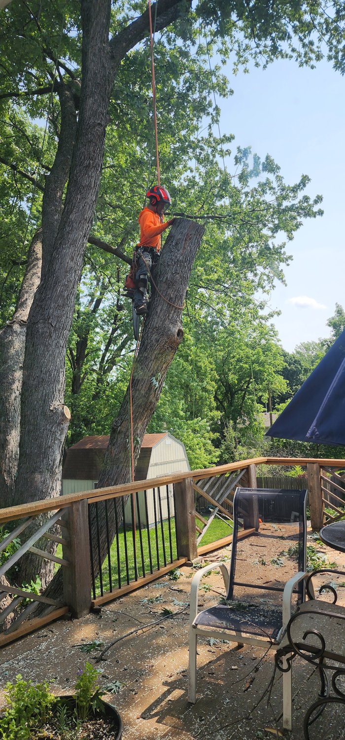 A Sunshine climber roped into a large trunk, taking a tree down piece by piece.